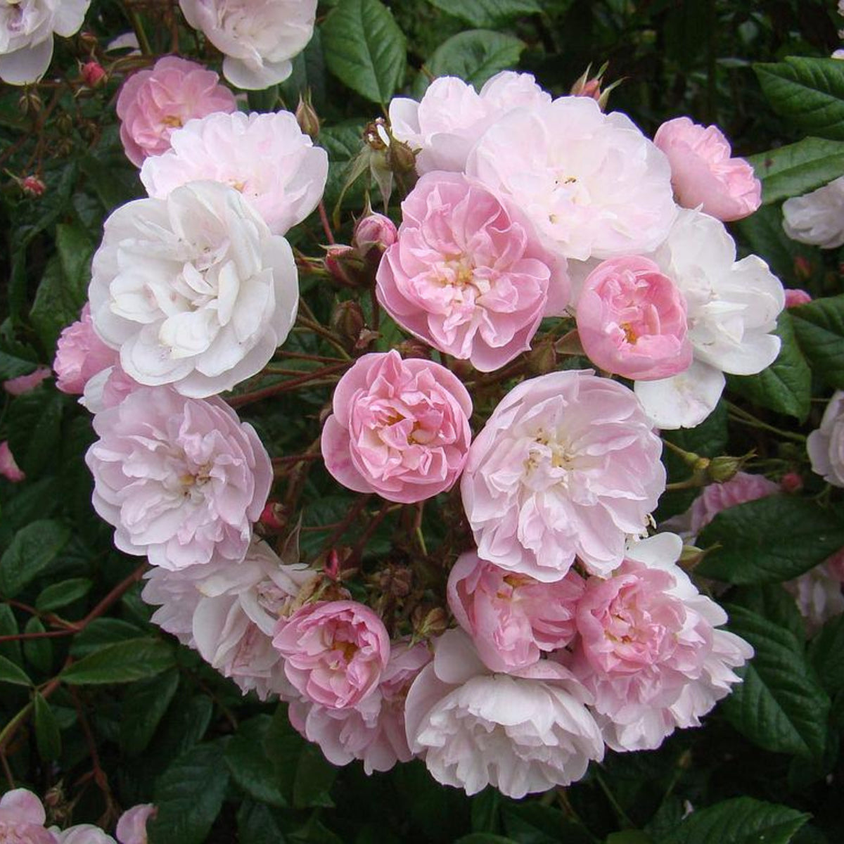 Dentelle de Malines Rose Seeds - Perennial Garden Rose, 30+ seeds