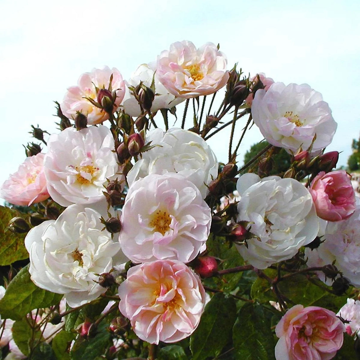 Dentelle de Malines Rose Seeds - Perennial Garden Rose, 30+ seeds