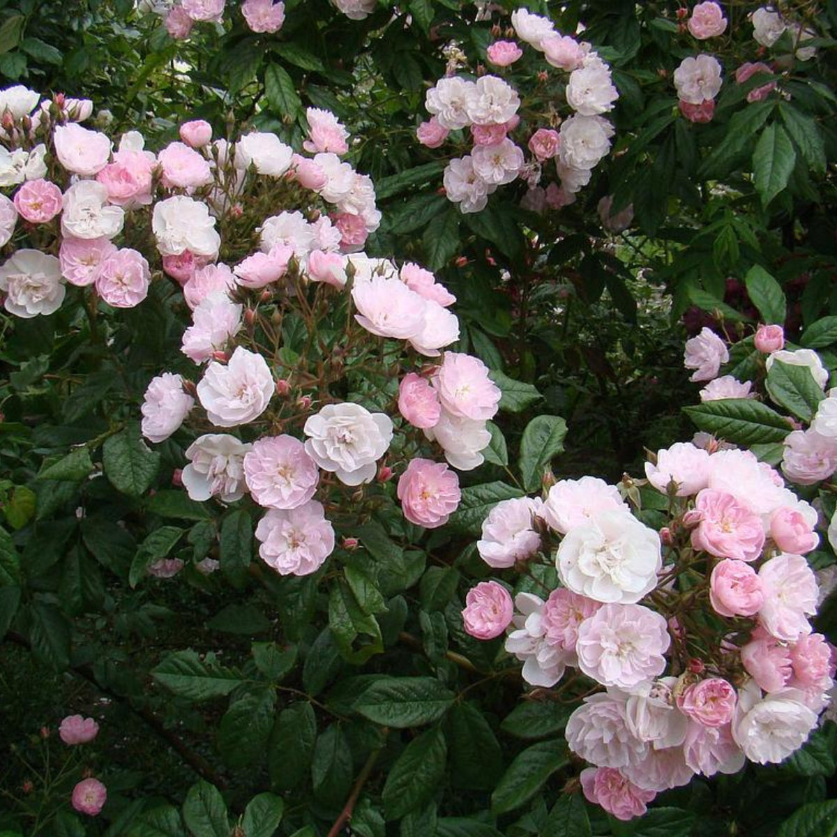 Dentelle de Malines Rose Seeds - Perennial Garden Rose, 30+ seeds