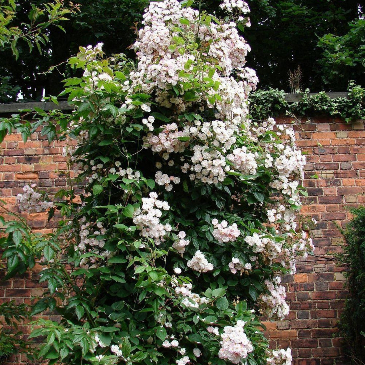 Dentelle de Malines Rose Seeds - Perennial Garden Rose, 30+ seeds