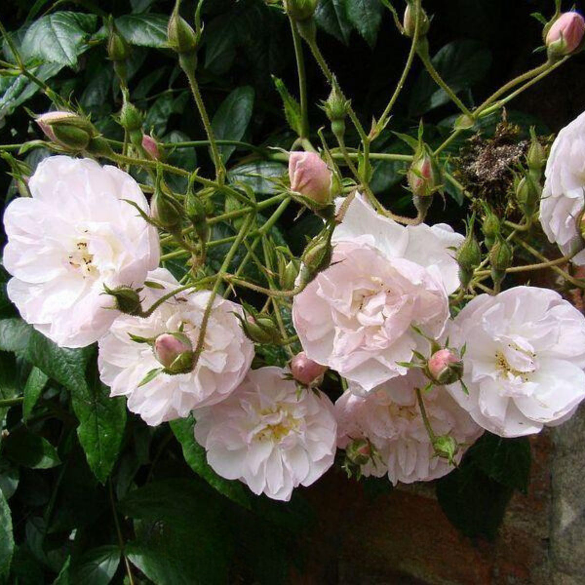 Dentelle de Malines Rose Seeds - Perennial Garden Rose, 30+ seeds