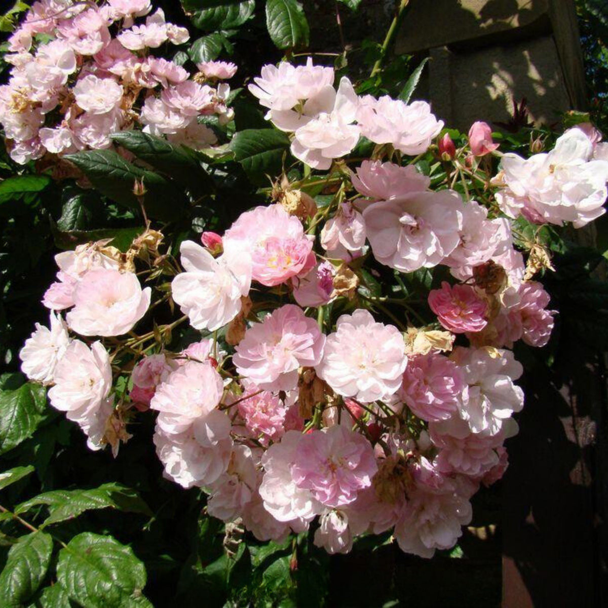 Dentelle de Malines Rose Seeds - Perennial Garden Rose, 30+ seeds