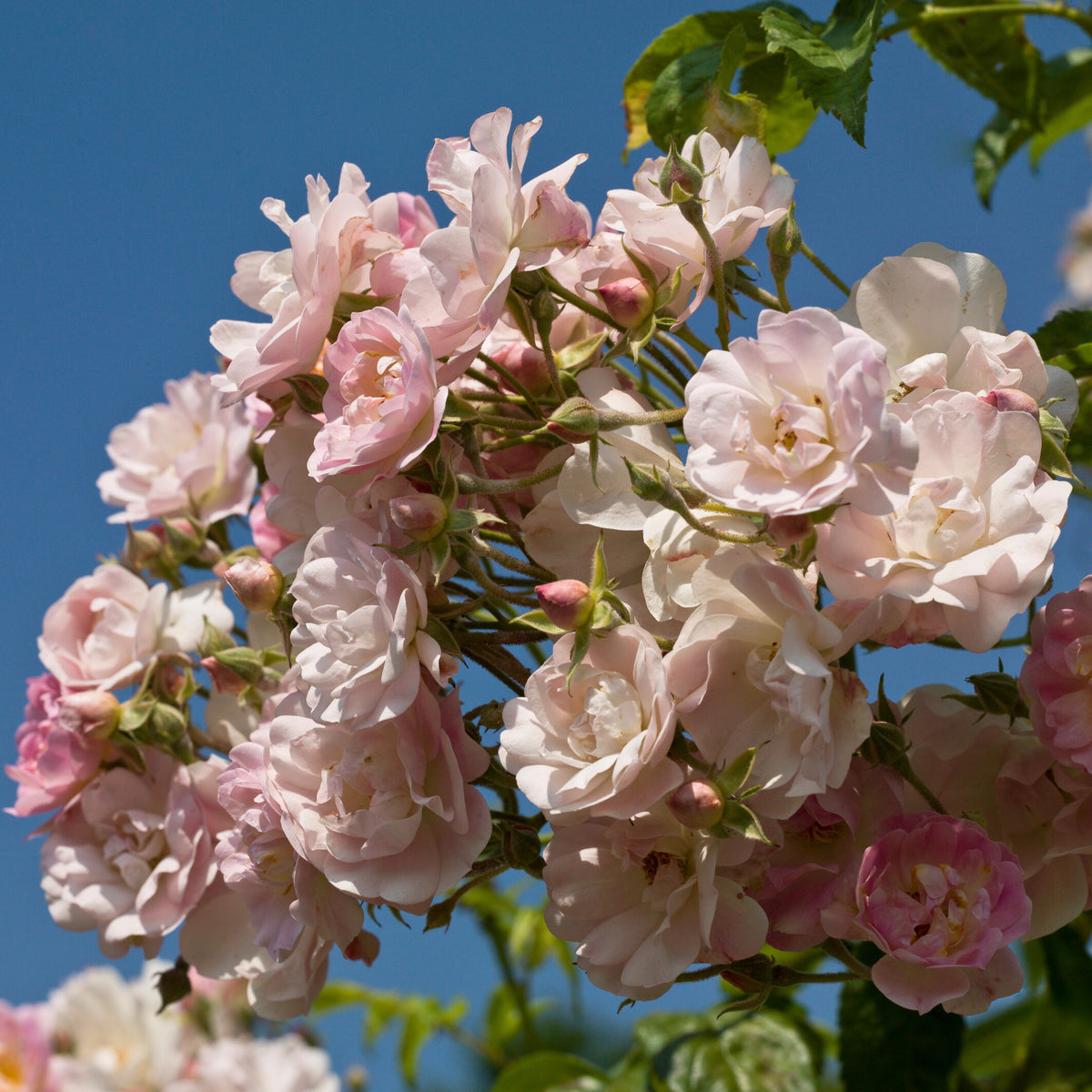 Dentelle de Malines Rose Seeds - Perennial Garden Rose, 30+ seeds