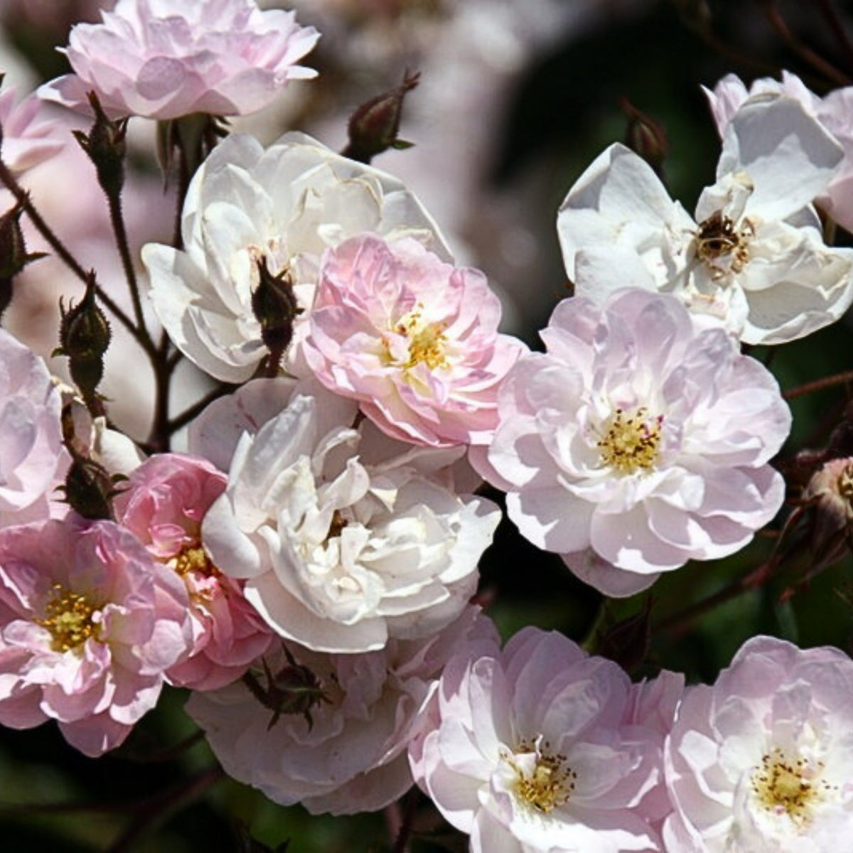 Dentelle de Malines Rose Seeds - Perennial Garden Rose, 30+ seeds