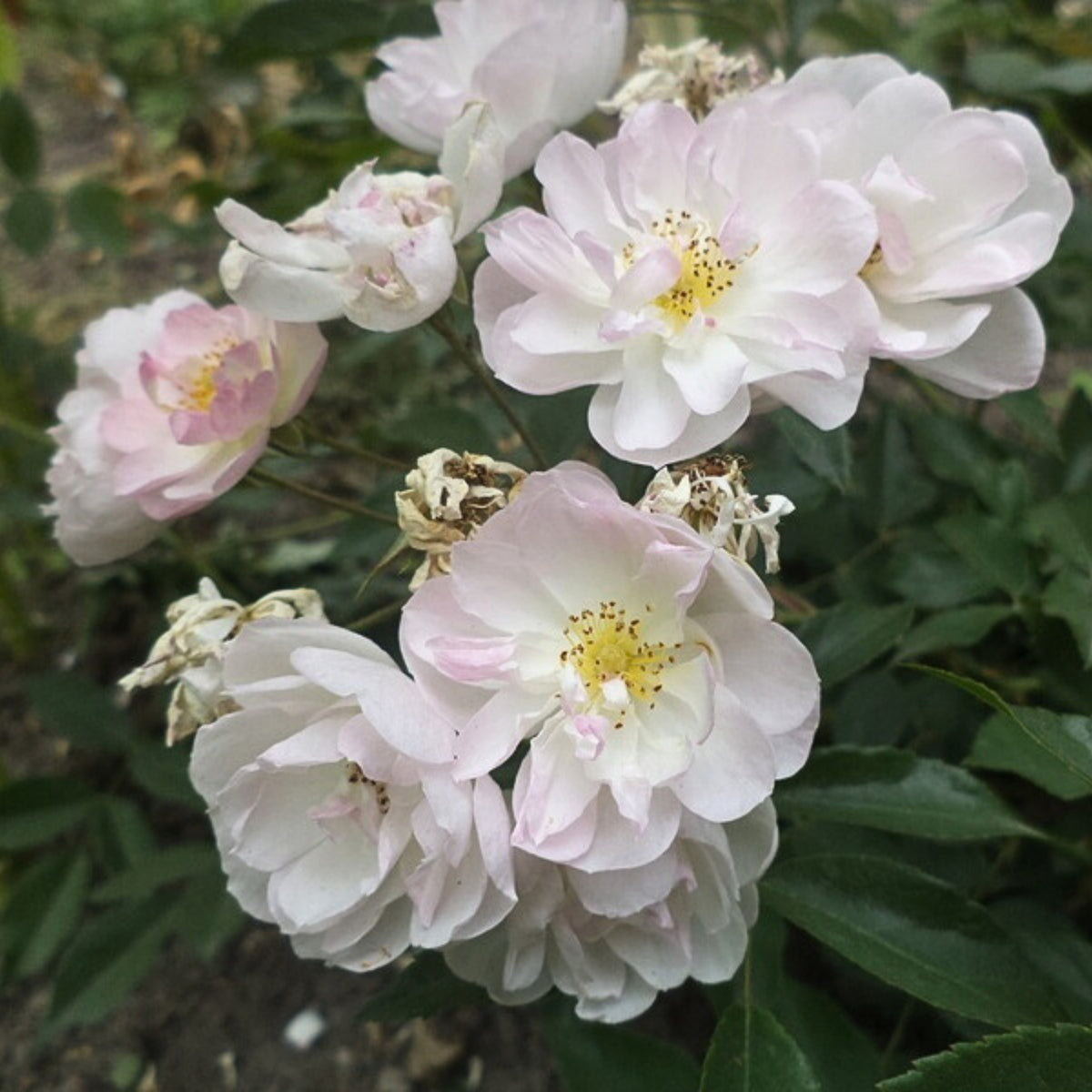 Dentelle de Malines Rose Seeds - Perennial Garden Rose, 30+ seeds