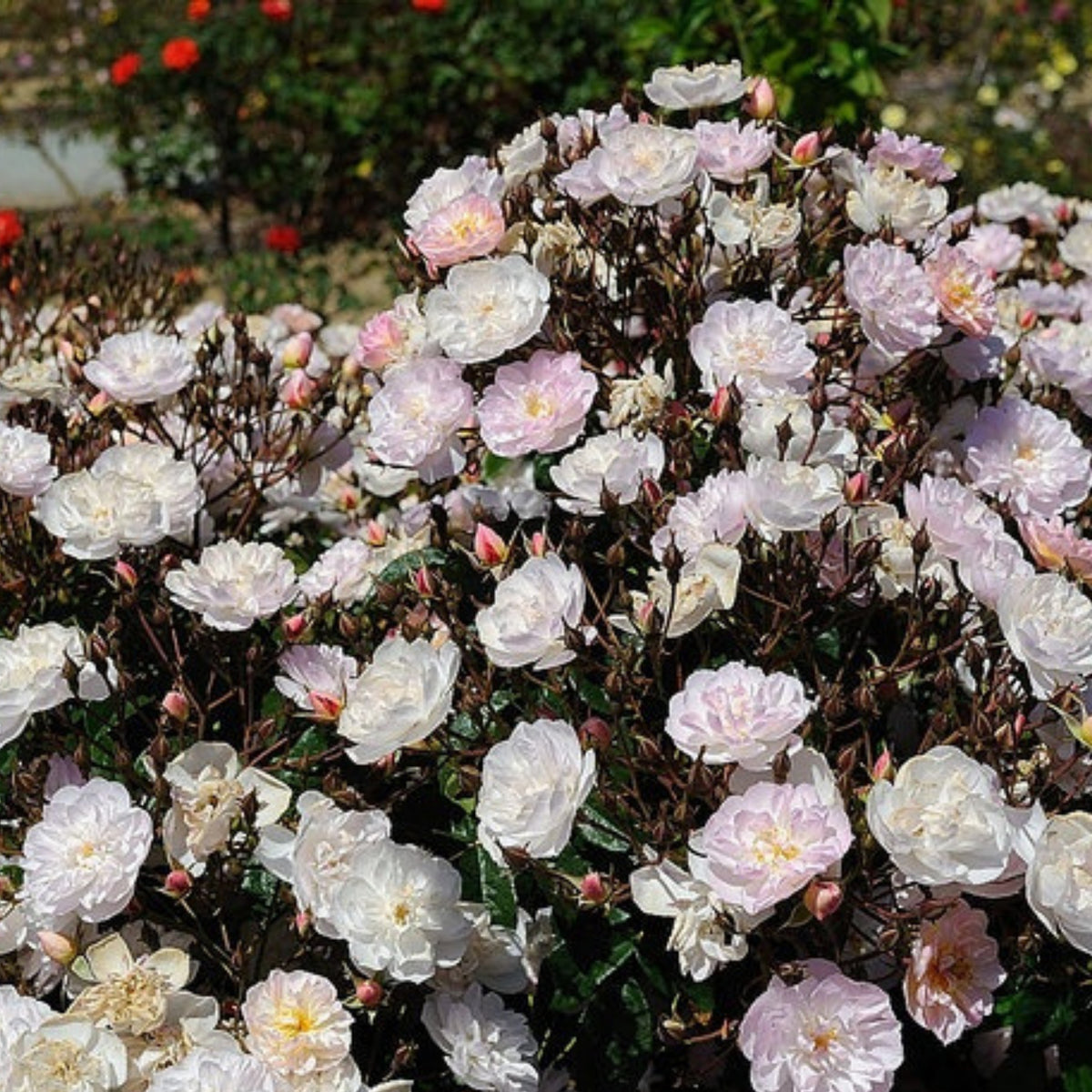 Dentelle de Malines Rose Seeds - Perennial Garden Rose, 30+ seeds