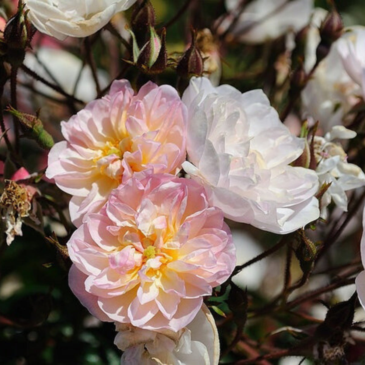 Dentelle de Malines Rose Seeds - Perennial Garden Rose, 30+ seeds