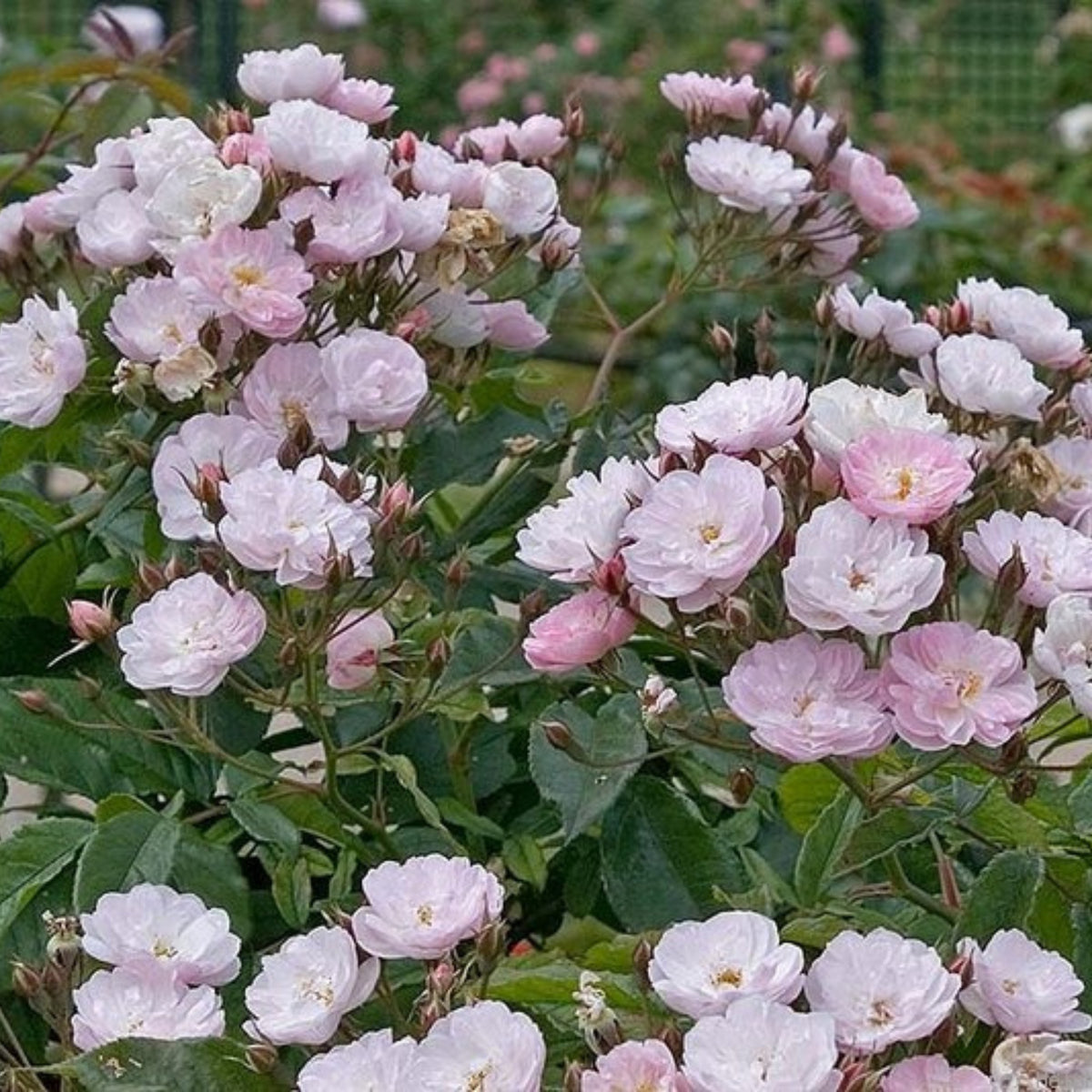 Dentelle de Malines Rose Seeds - Perennial Garden Rose, 30+ seeds