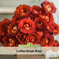 30+ Seeds| Coffee Break Perennial Rose Seeds - Terracotta Orange Blooms - Fragrant Garden Flower - Long Blooming Rose#1188