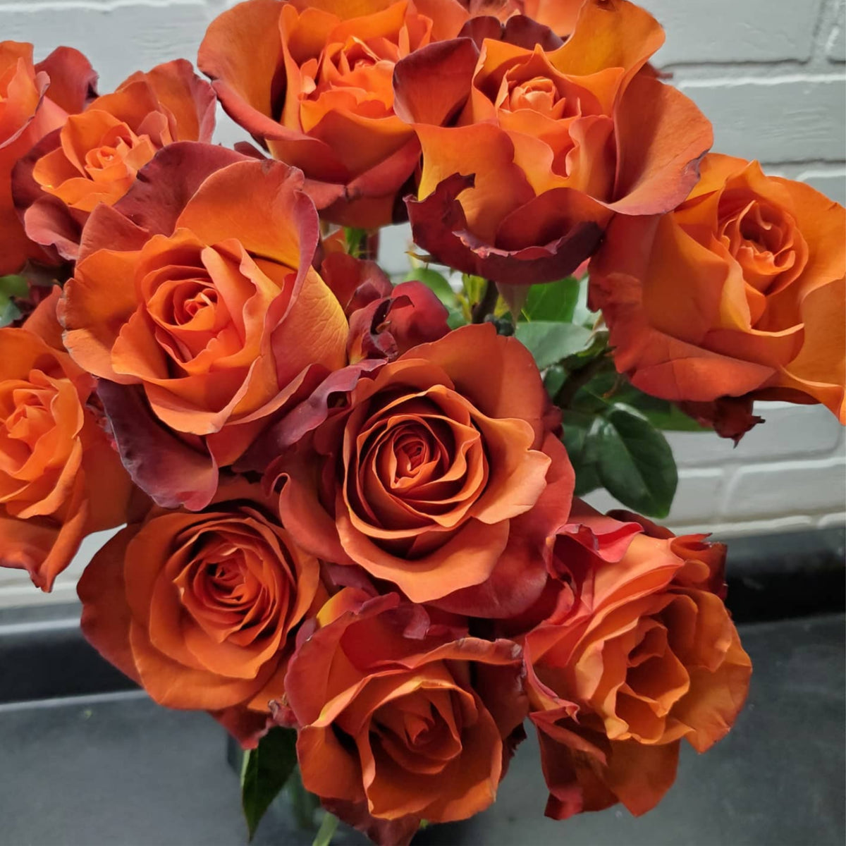 Coffee Break Perennial Rose Seeds, 30+ seeds