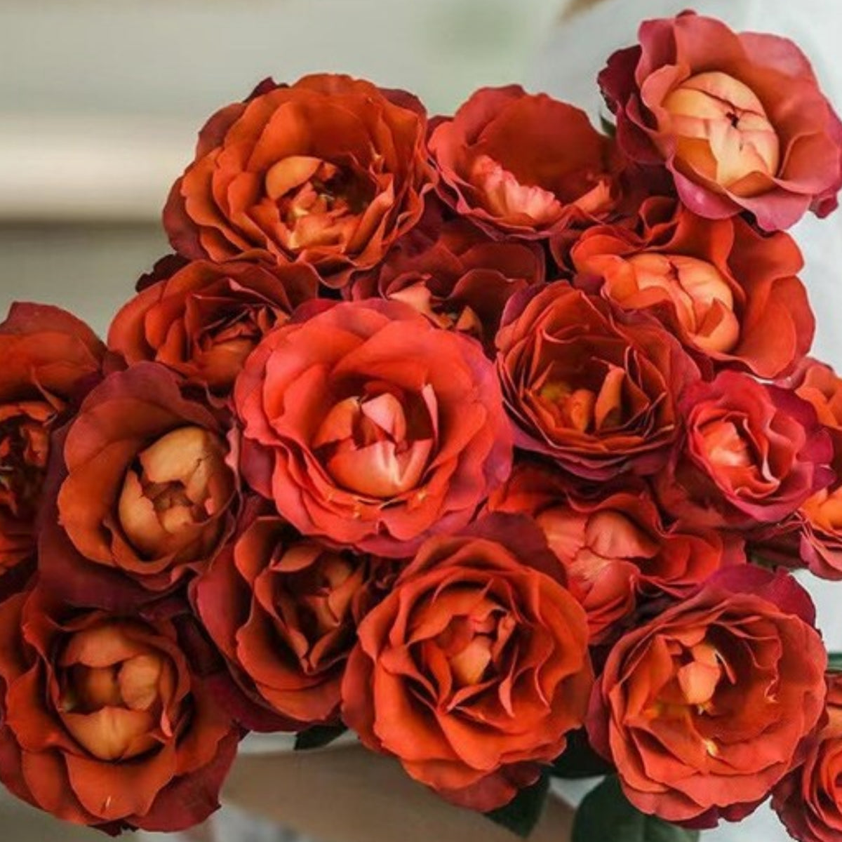 Coffee Break Perennial Rose Seeds, 30+ seeds