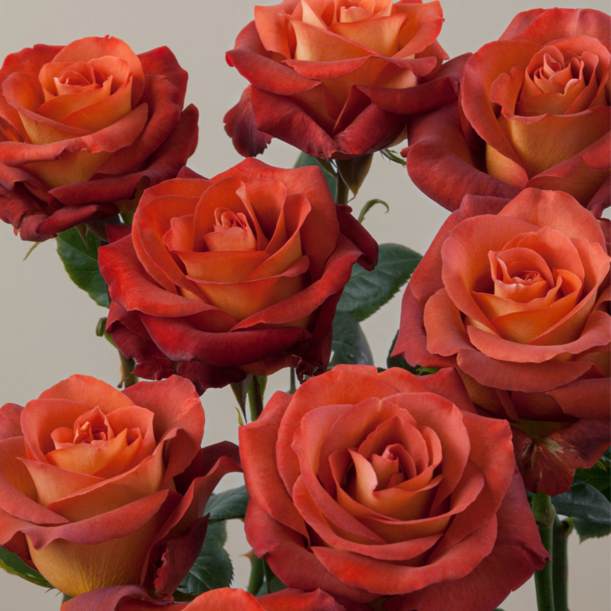 Coffee Break Perennial Rose Seeds, 30+ seeds