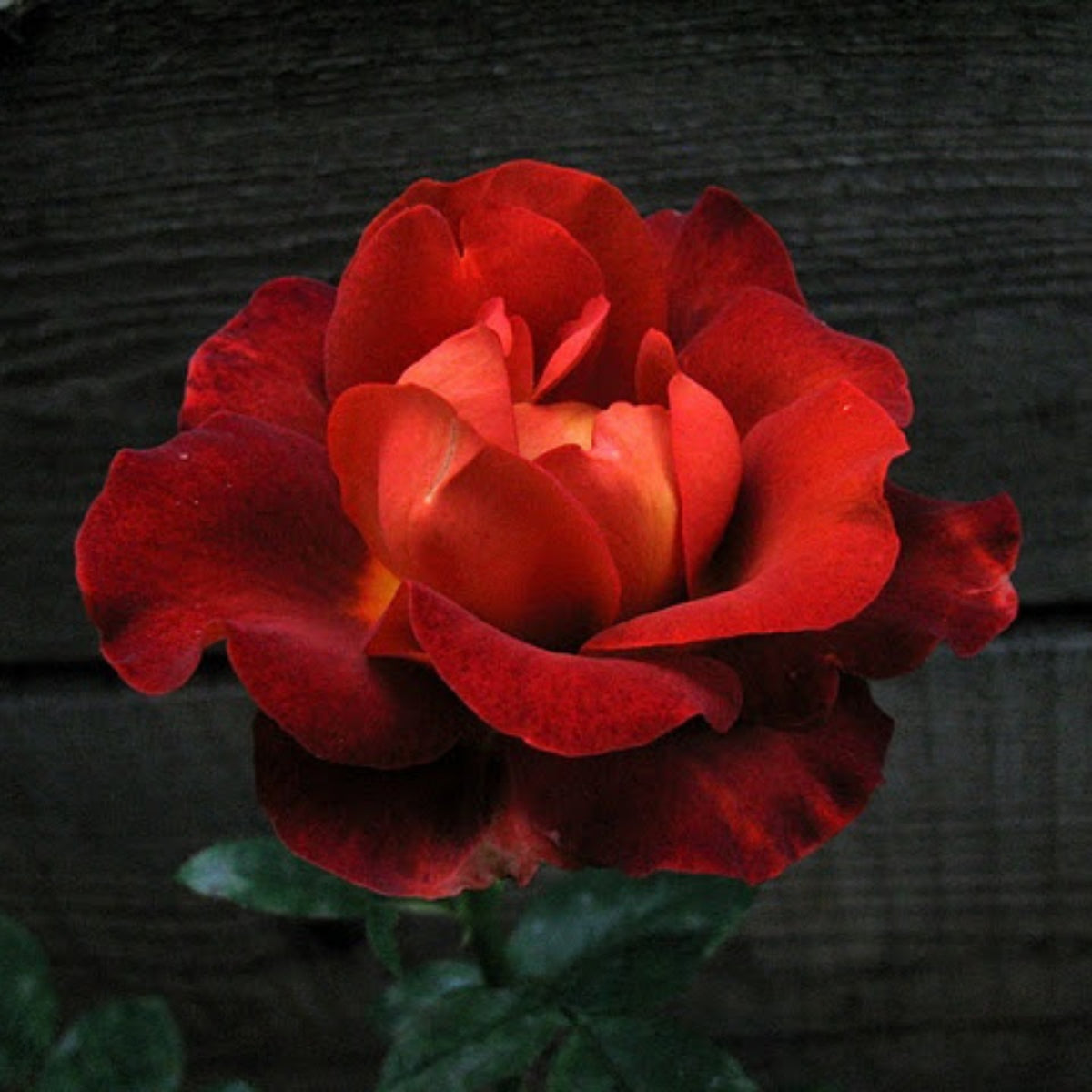 Coffee Break Perennial Rose Seeds, 30+ seeds
