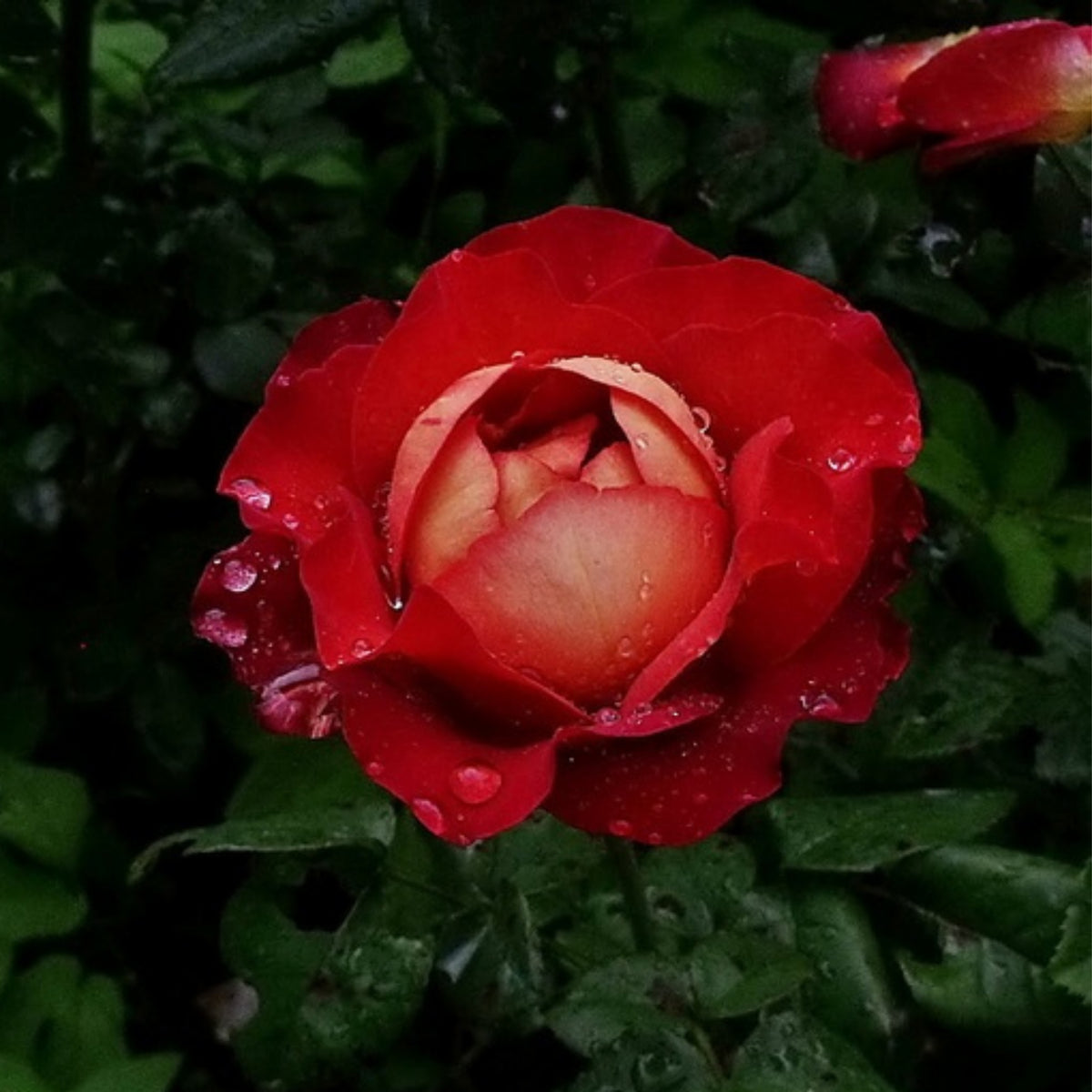Coffee Break Perennial Rose Seeds, 30+ seeds