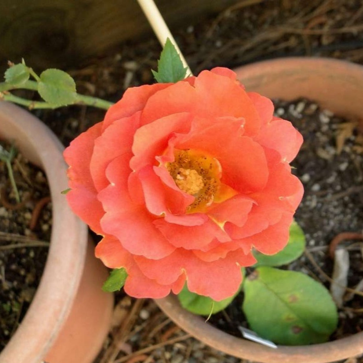 Coffee Break Perennial Rose Seeds, 30+ seeds