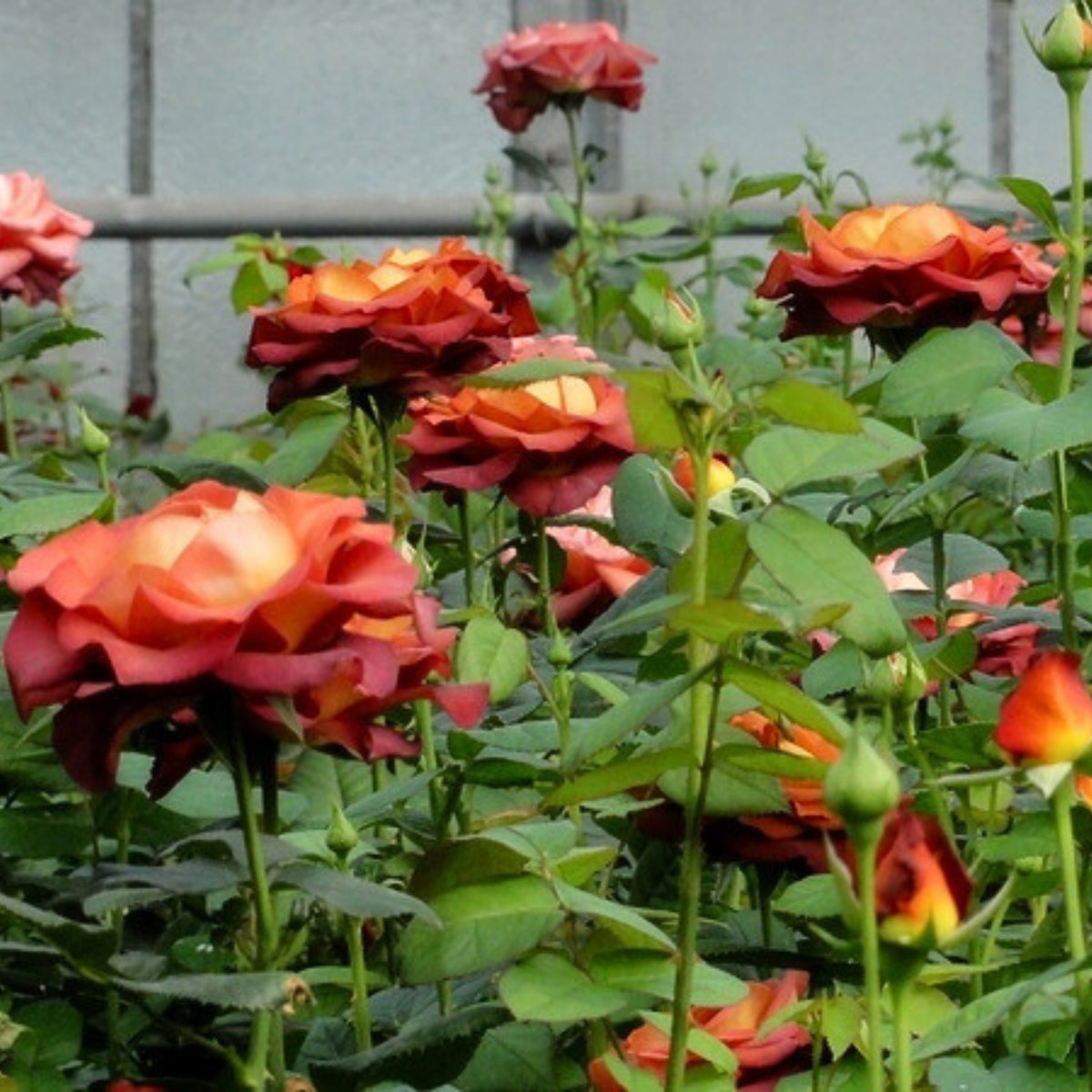 Coffee Break Perennial Rose Seeds, 30+ seeds