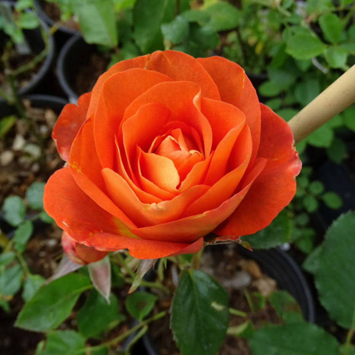 Coffee Break Perennial Rose Seeds, 30+ seeds