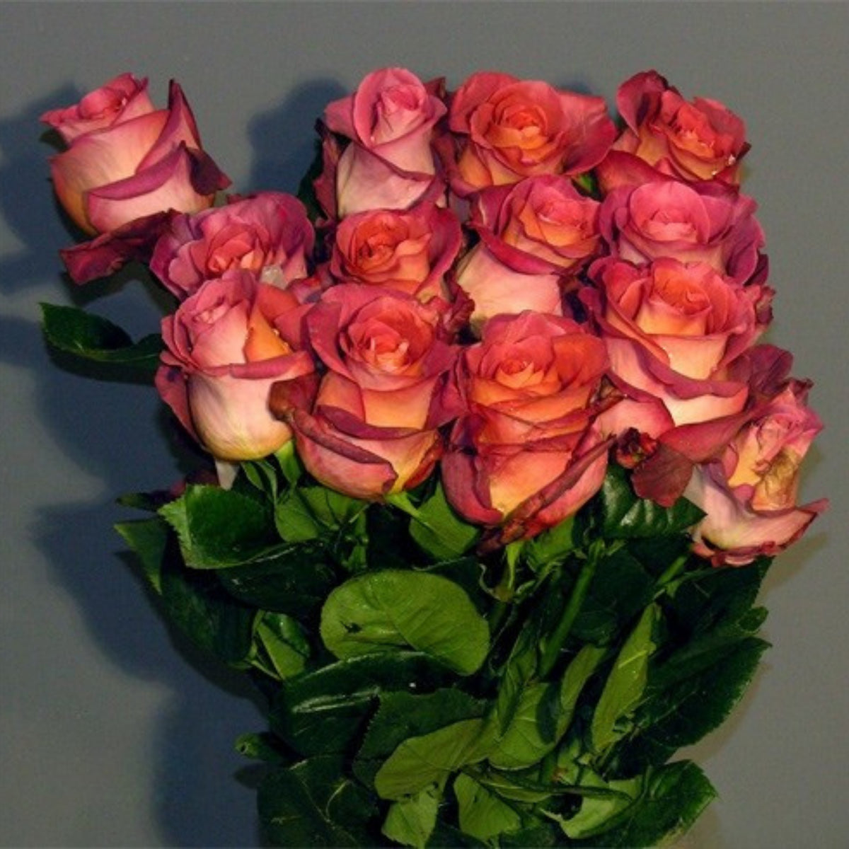 Coffee Break Perennial Rose Seeds, 30+ seeds
