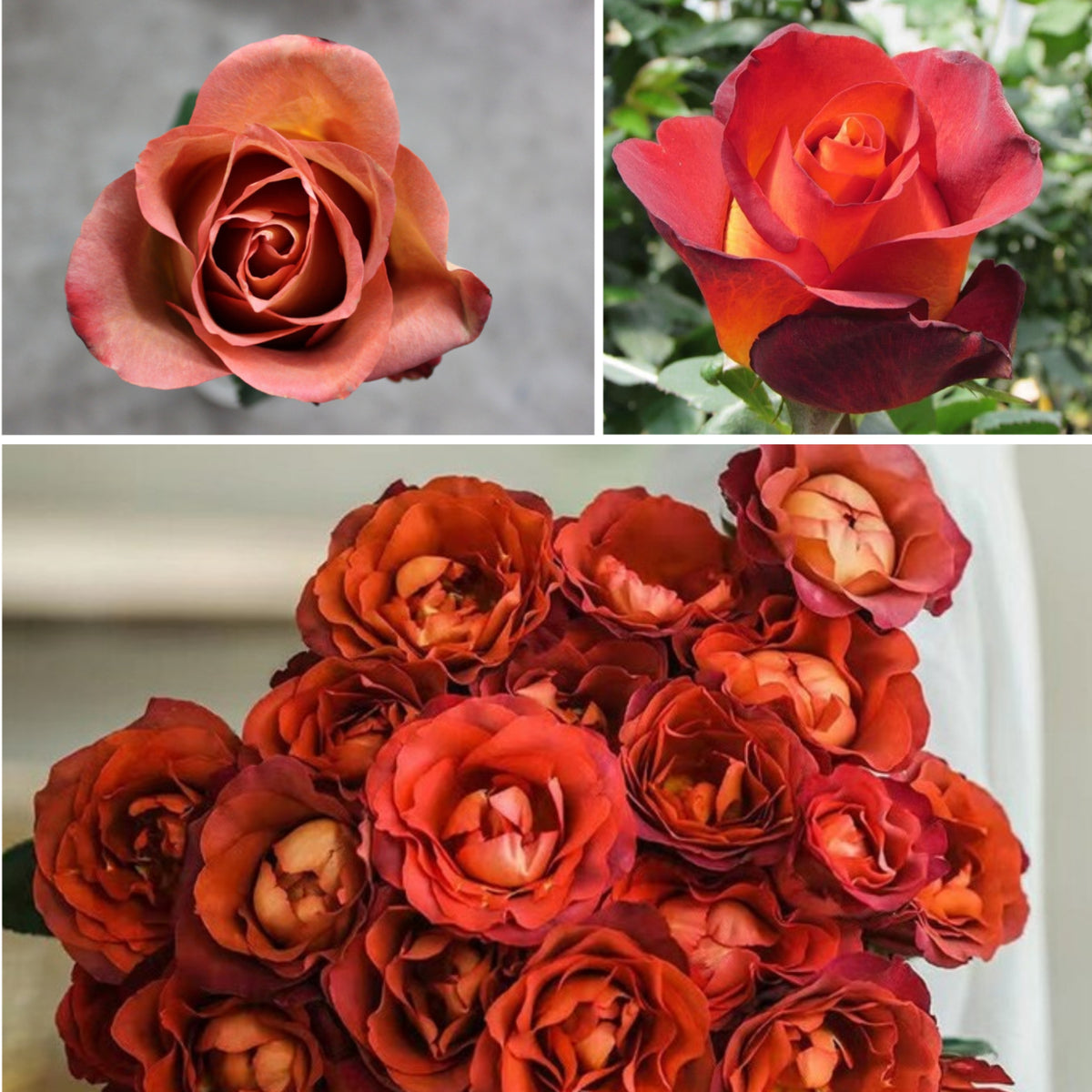 Coffee Break Perennial Rose Seeds, 30+ seeds
