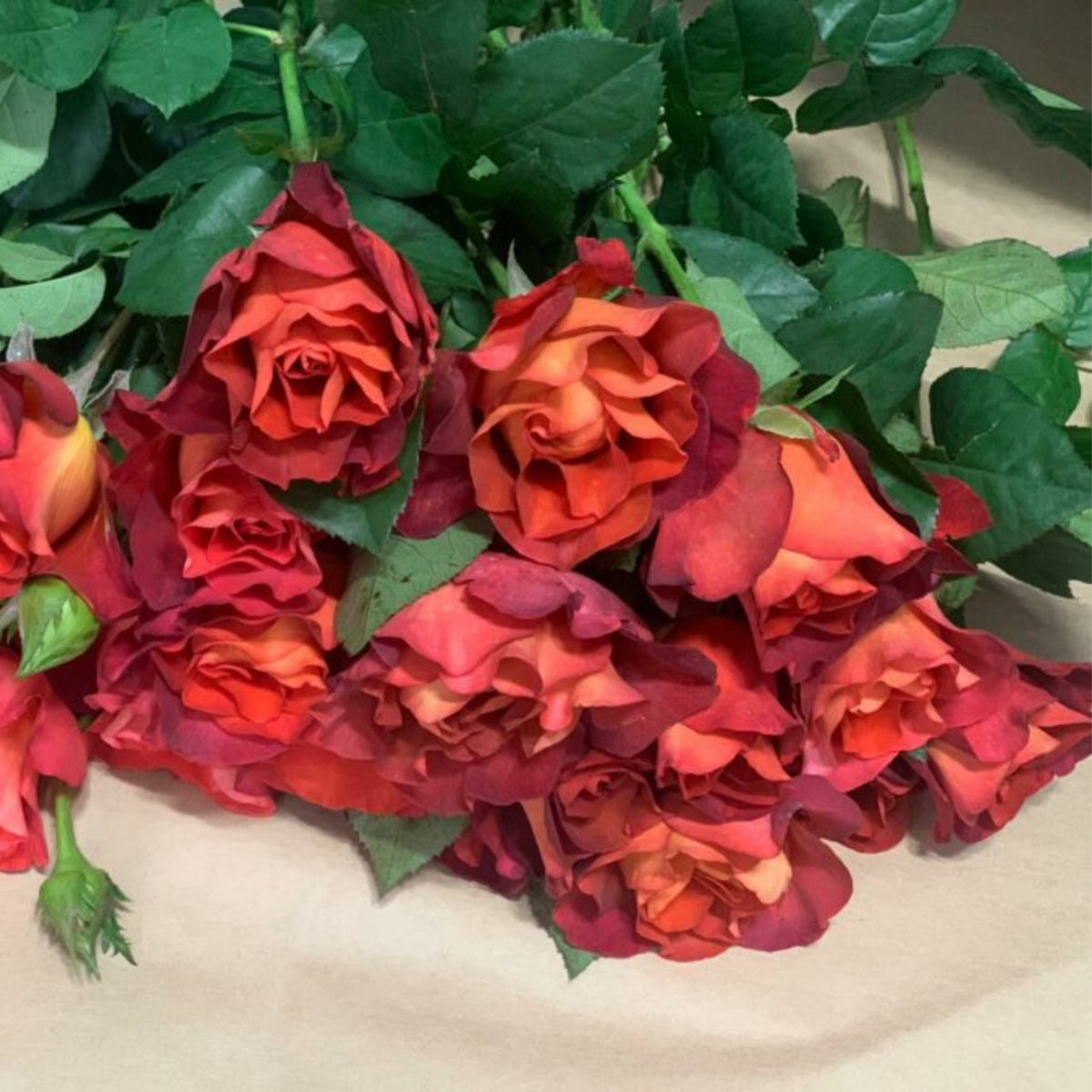 Coffee Break Perennial Rose Seeds, 30+ seeds