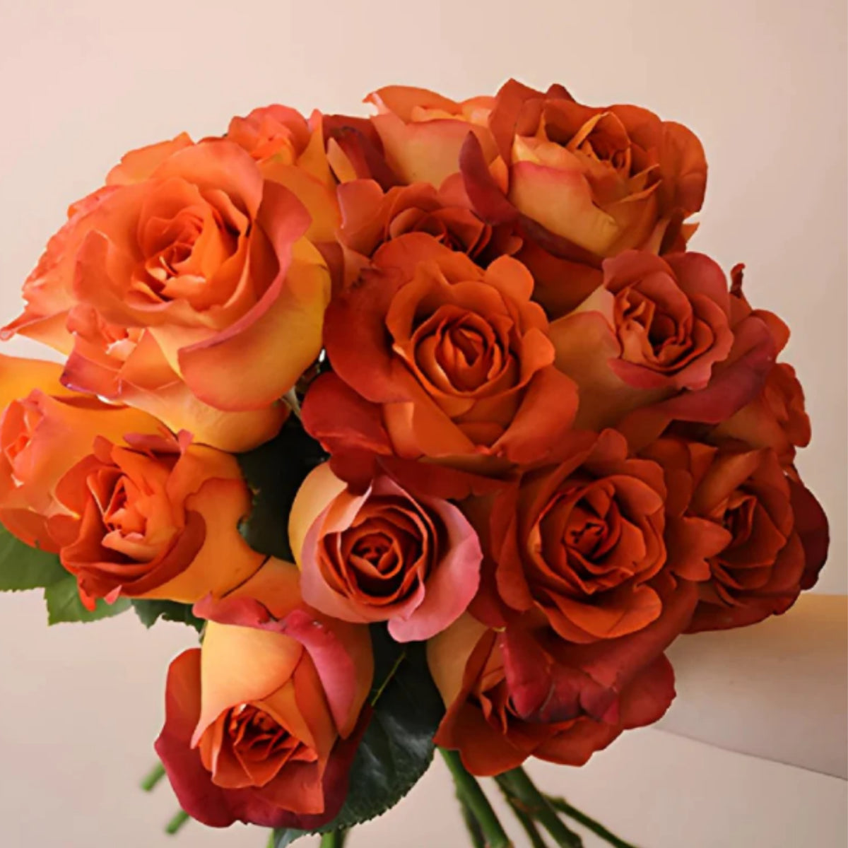 Coffee Break Perennial Rose Seeds, 30+ seeds