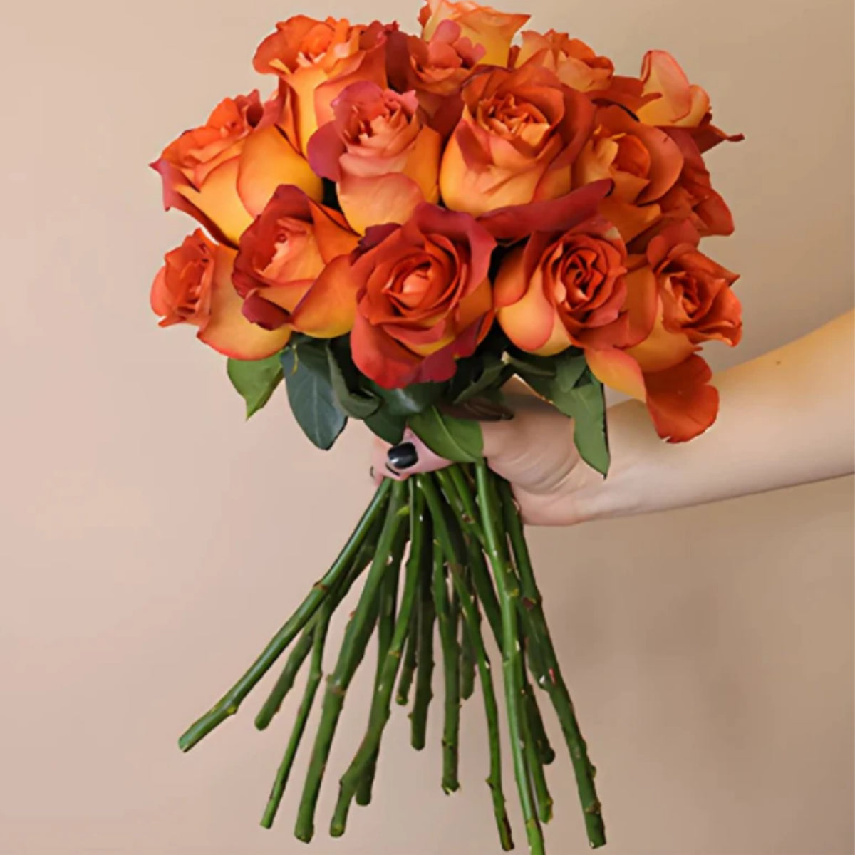 Coffee Break Perennial Rose Seeds, 30+ seeds