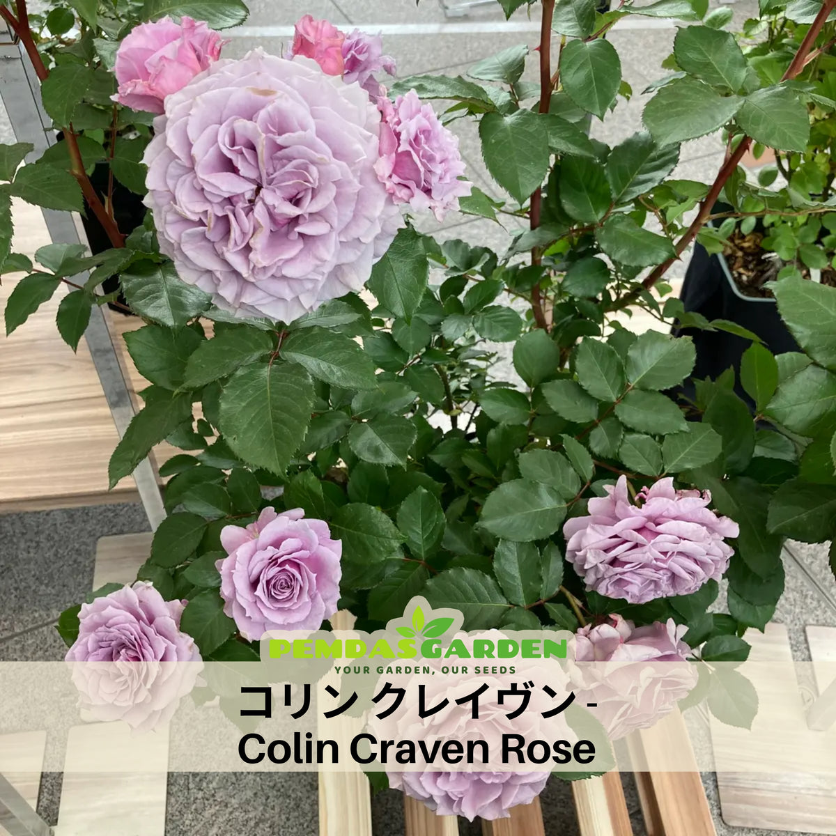 コリン クレイヴン Seeds - Soft Pink Blooms, Fragrant Garden Rose, 30+ seeds