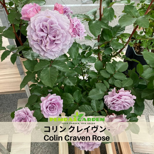 コリン クレイヴン Seeds - Soft Pink Blooms, Fragrant Garden Rose, 30+ seeds