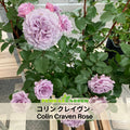 30+ Seeds| コリン クレイヴン - Colin Craven Perennial Rose Seeds - Soft Pink Blooms - Fragrant Garden Rose - Long Blooming Flower - Cottage Garden#1189