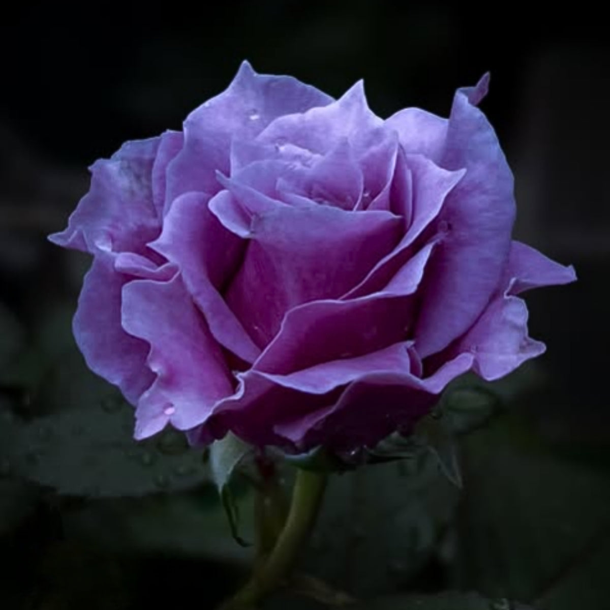コリン クレイヴン Seeds - Soft Pink Blooms, Fragrant Garden Rose, 30+ seeds