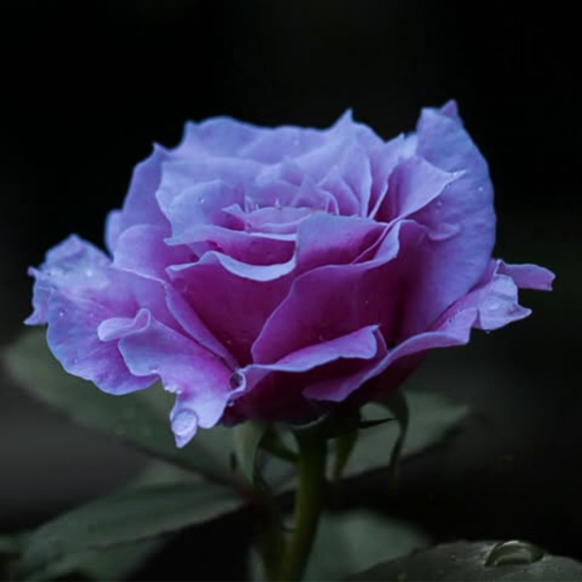 コリン クレイヴン Seeds - Soft Pink Blooms, Fragrant Garden Rose, 30+ seeds