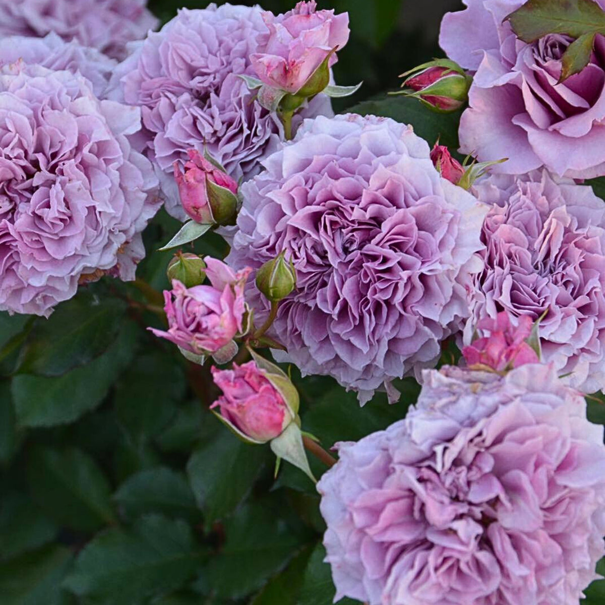 コリン クレイヴン Seeds - Soft Pink Blooms, Fragrant Garden Rose, 30+ seeds