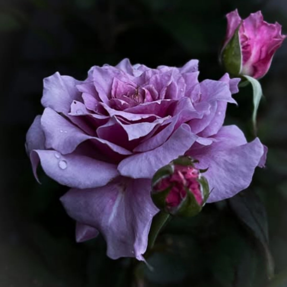 コリン クレイヴン Seeds - Soft Pink Blooms, Fragrant Garden Rose, 30+ seeds