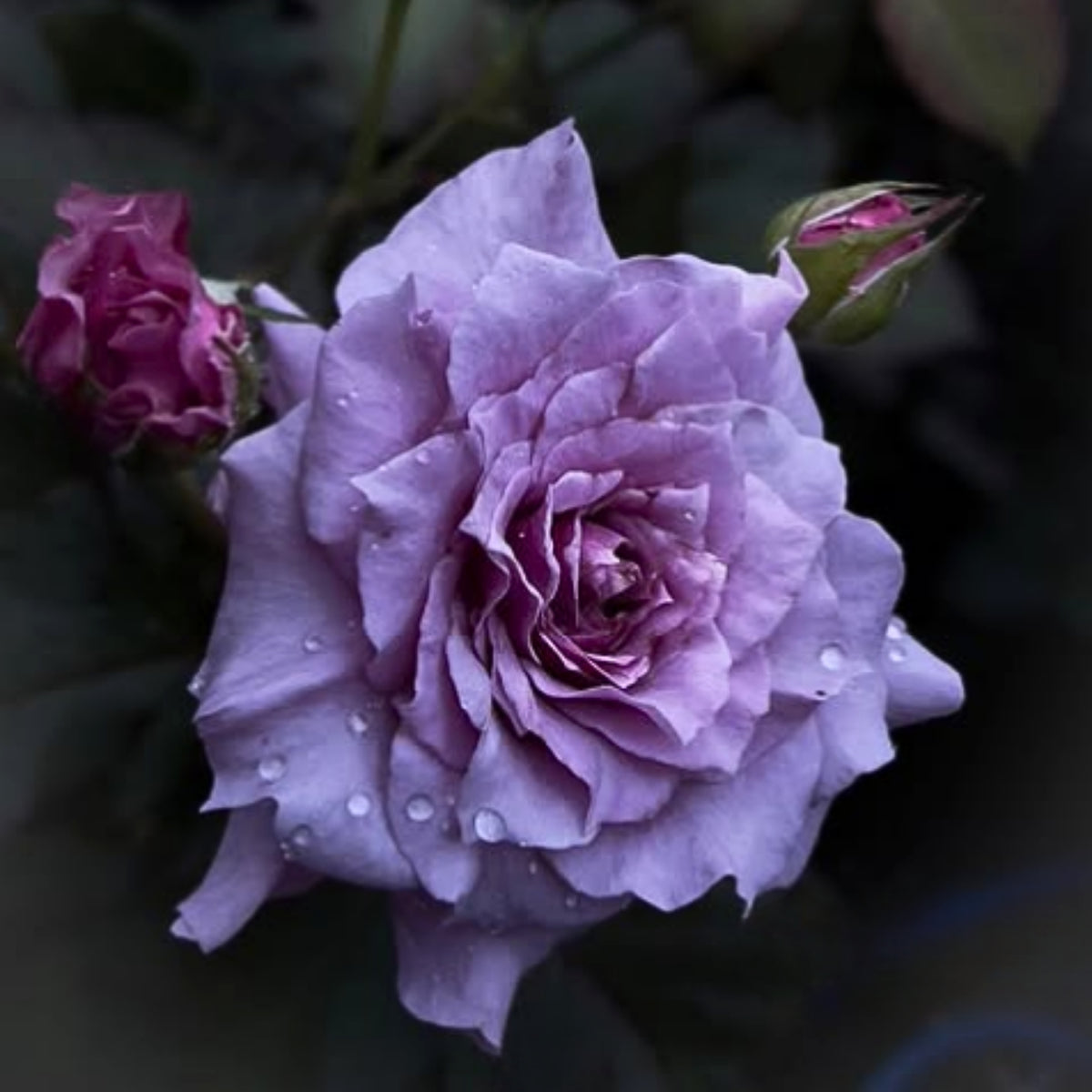 コリン クレイヴン Seeds - Soft Pink Blooms, Fragrant Garden Rose, 30+ seeds
