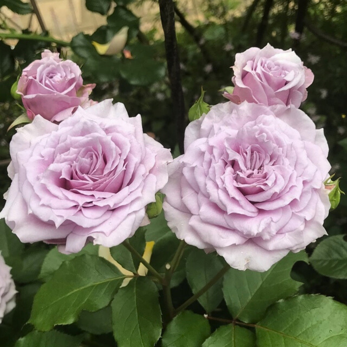 コリン クレイヴン Seeds - Soft Pink Blooms, Fragrant Garden Rose, 30+ seeds