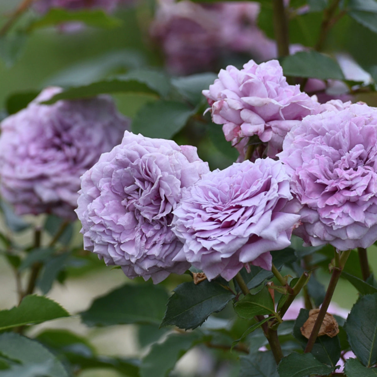 コリン クレイヴン Seeds - Soft Pink Blooms, Fragrant Garden Rose, 30+ seeds