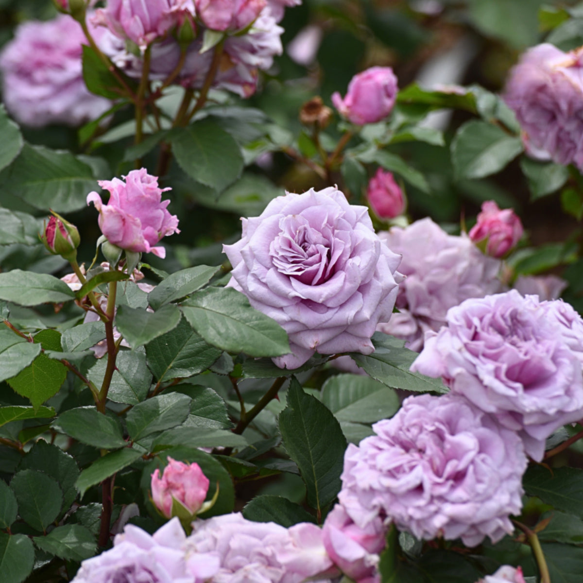 コリン クレイヴン Seeds - Soft Pink Blooms, Fragrant Garden Rose, 30+ seeds
