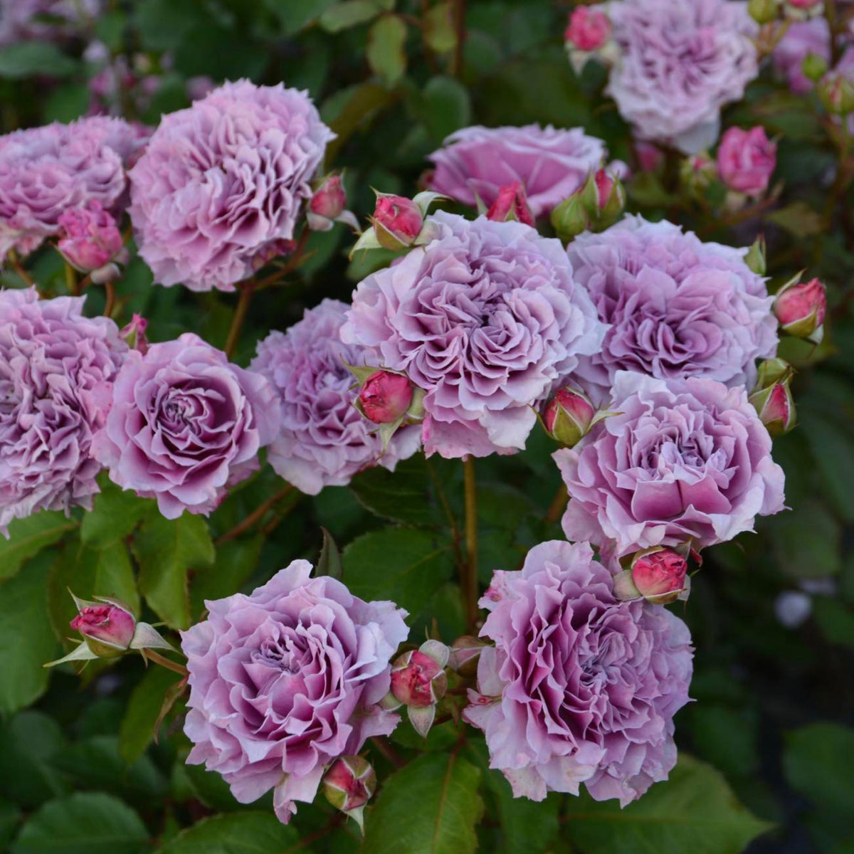 コリン クレイヴン Seeds - Soft Pink Blooms, Fragrant Garden Rose, 30+ seeds