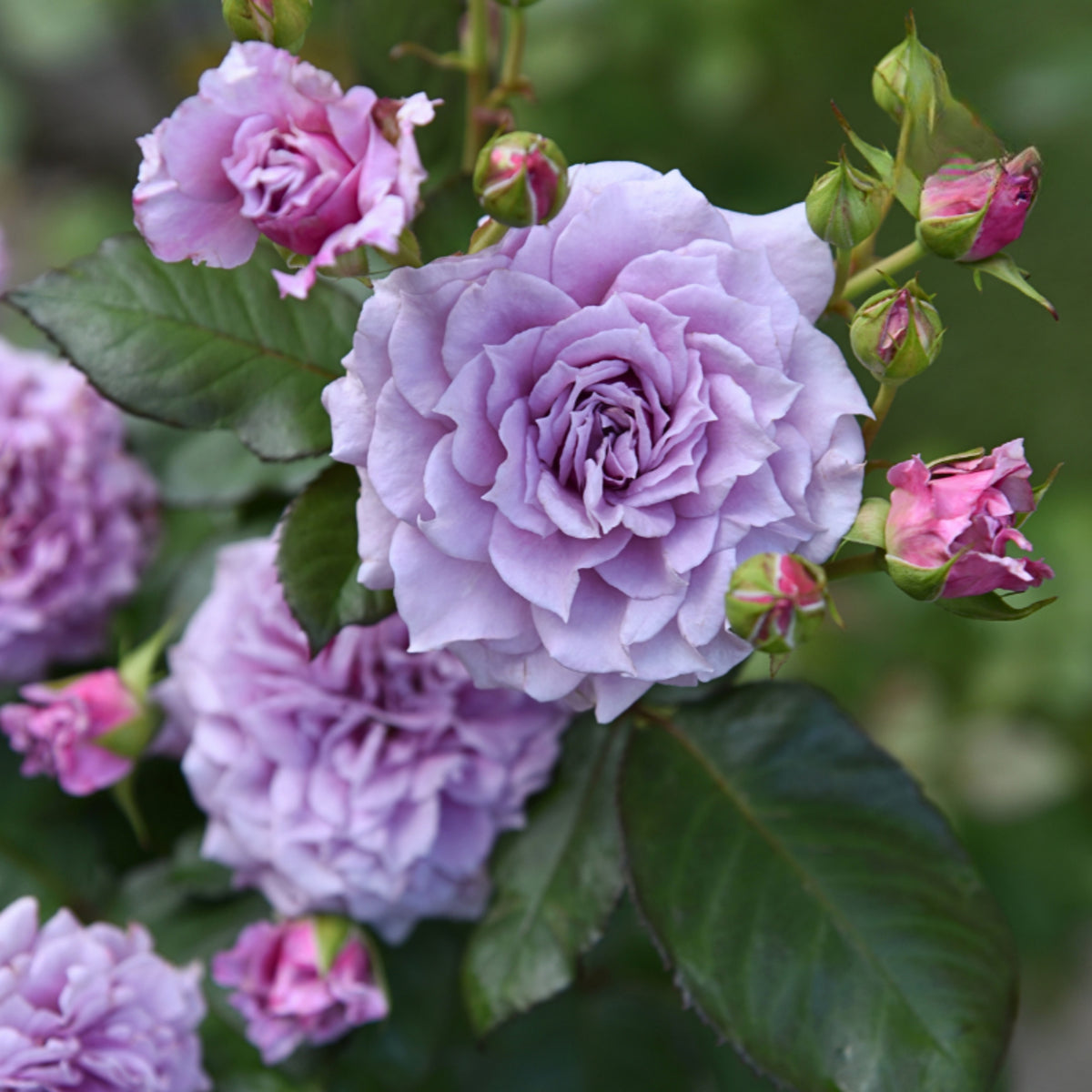コリン クレイヴン Seeds - Soft Pink Blooms, Fragrant Garden Rose, 30+ seeds