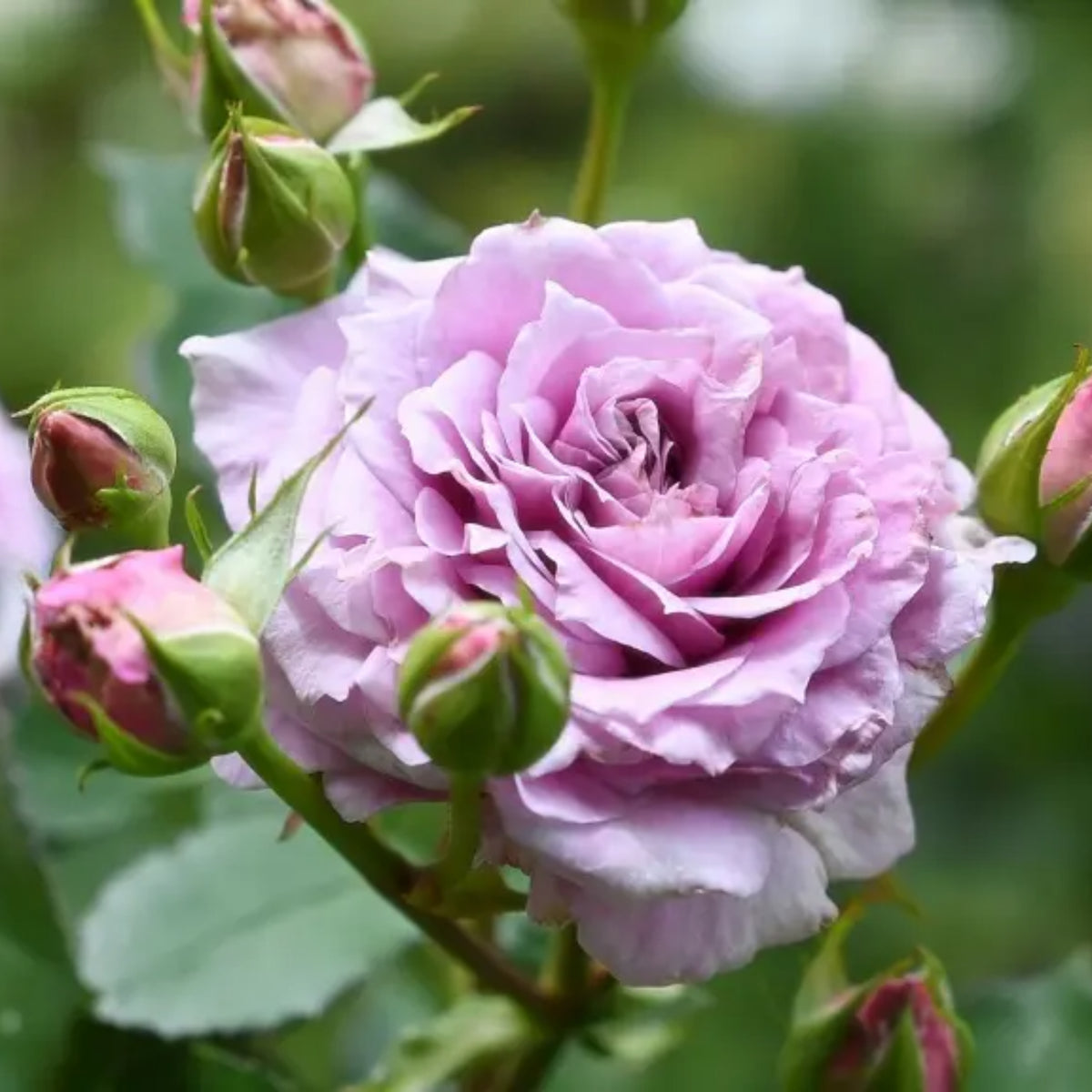 コリン クレイヴン Seeds - Soft Pink Blooms, Fragrant Garden Rose, 30+ seeds