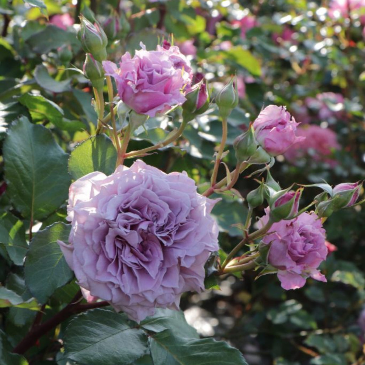 コリン クレイヴン Seeds - Soft Pink Blooms, Fragrant Garden Rose, 30+ seeds