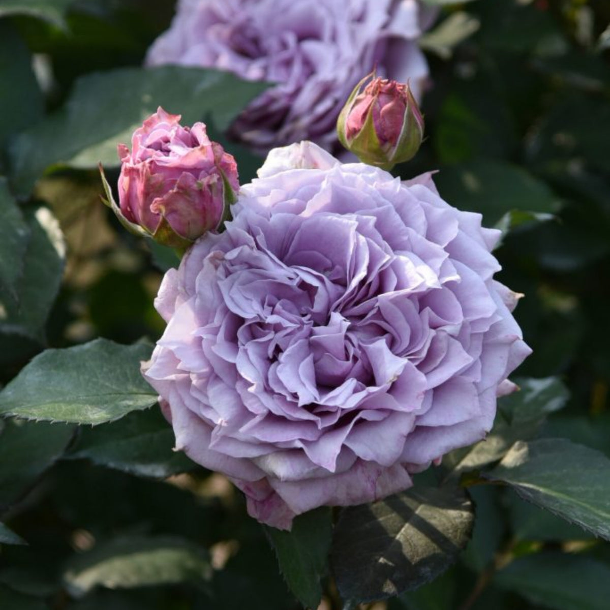 コリン クレイヴン Seeds - Soft Pink Blooms, Fragrant Garden Rose, 30+ seeds