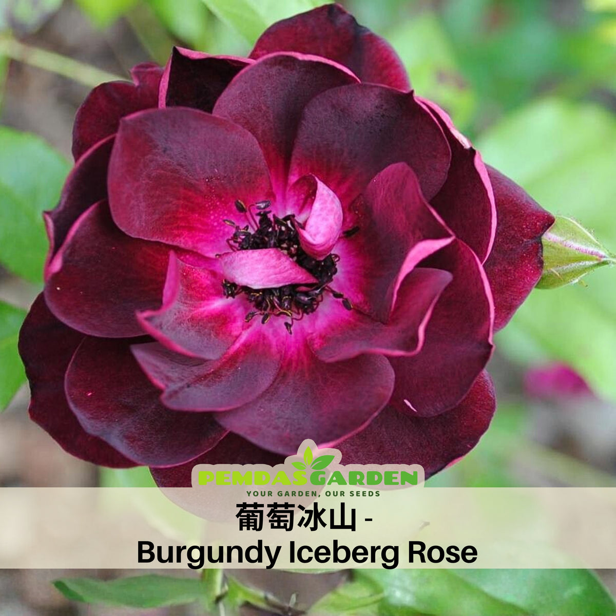 Burgundy Iceberg Perennial Rose Seeds, 30+ seeds
