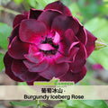 30+ Seeds| 葡萄冰山 - Burgundy Iceberg Perennial Rose Seeds - Deep Burgundy Blooms - Floribunda Garden Rose - Long Blooming Flower - Cut Flower#1190