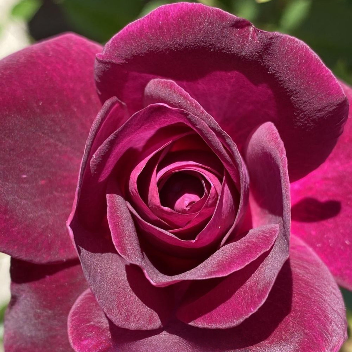 Burgundy Iceberg Perennial Rose Seeds, 30+ seeds