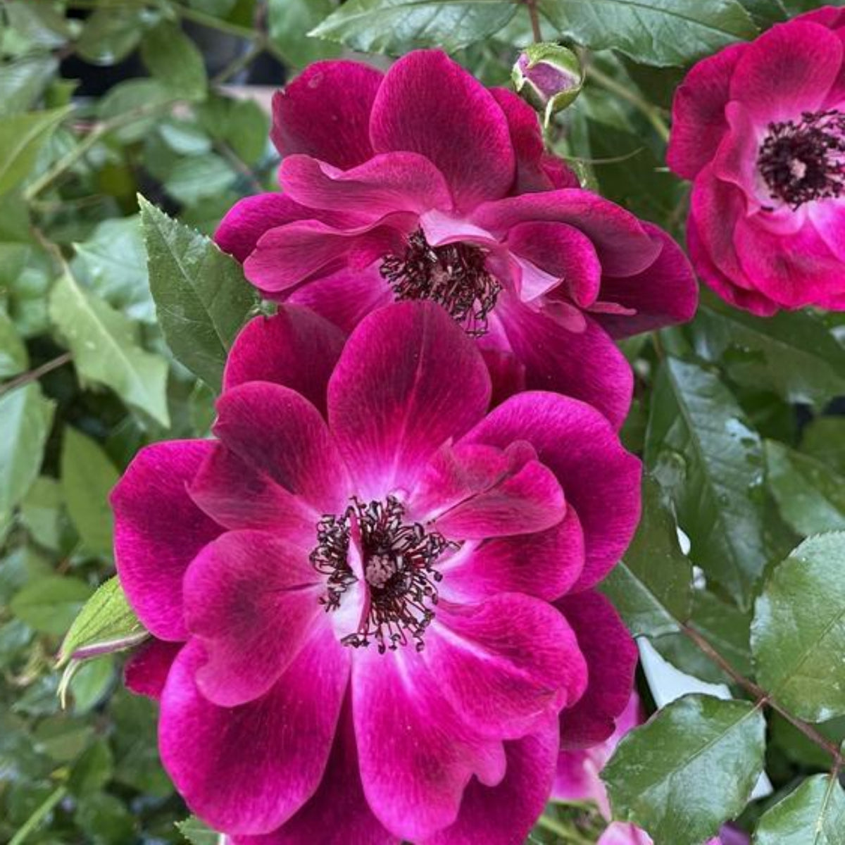 Burgundy Iceberg Perennial Rose Seeds, 30+ seeds