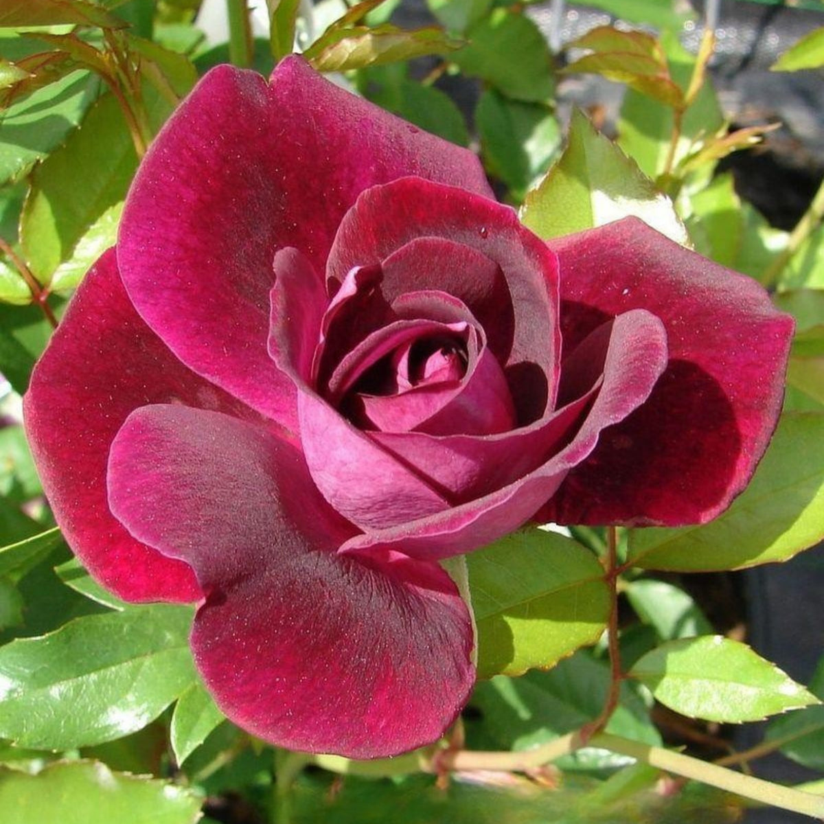 Burgundy Iceberg Perennial Rose Seeds, 30+ seeds