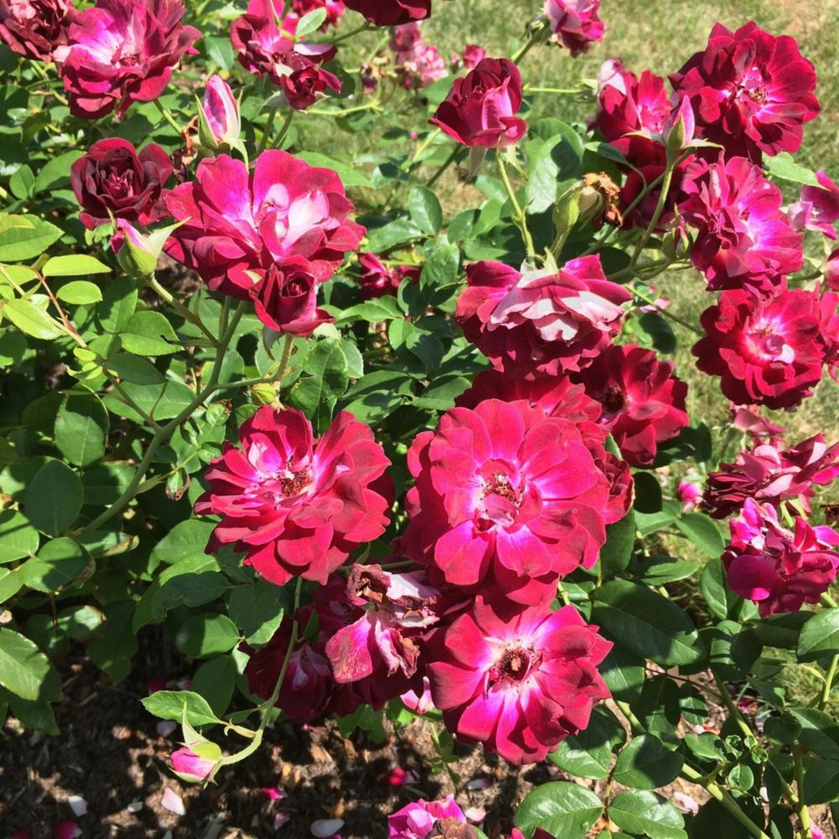 Burgundy Iceberg Perennial Rose Seeds, 30+ seeds