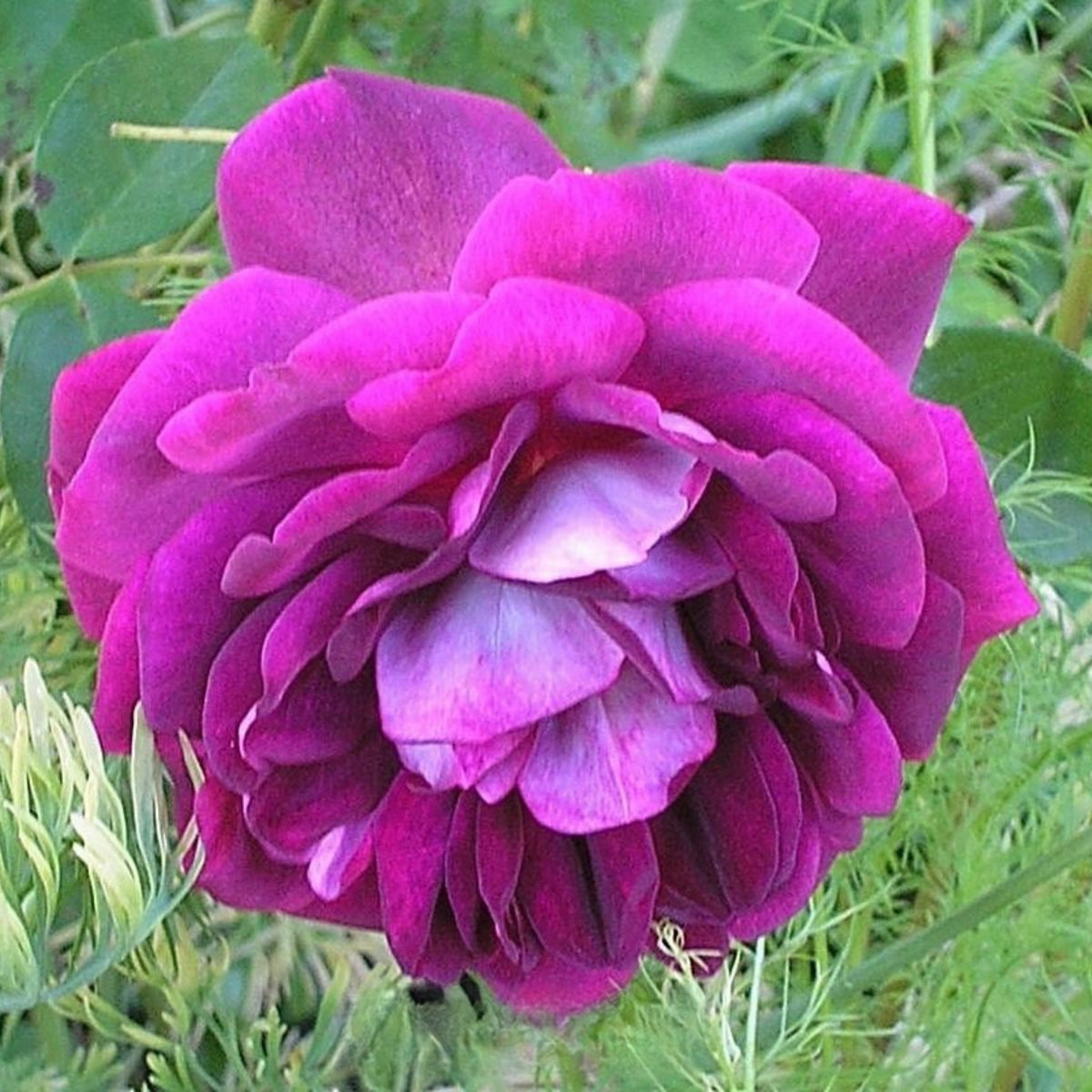 Burgundy Iceberg Perennial Rose Seeds, 30+ seeds