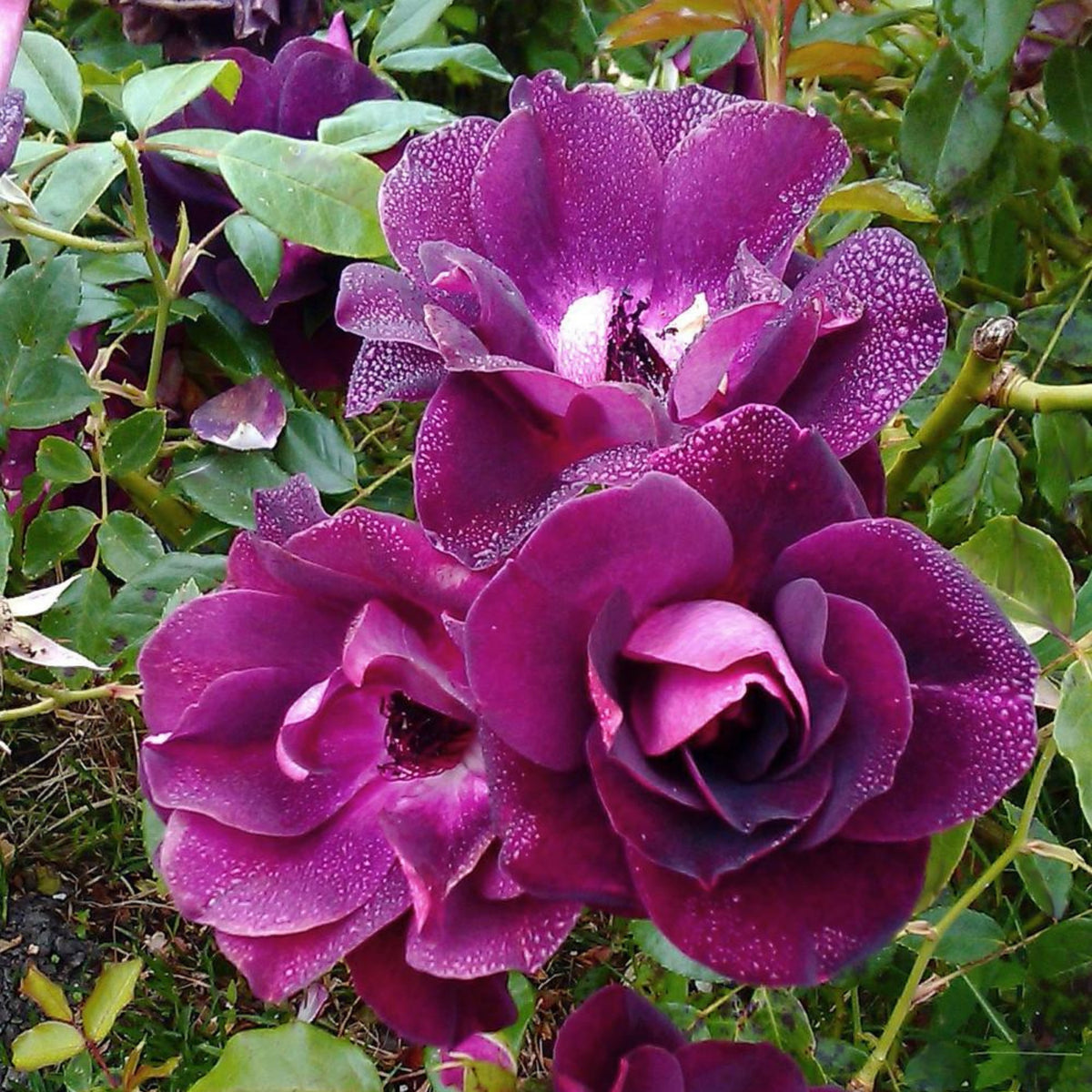 Burgundy Iceberg Perennial Rose Seeds, 30+ seeds